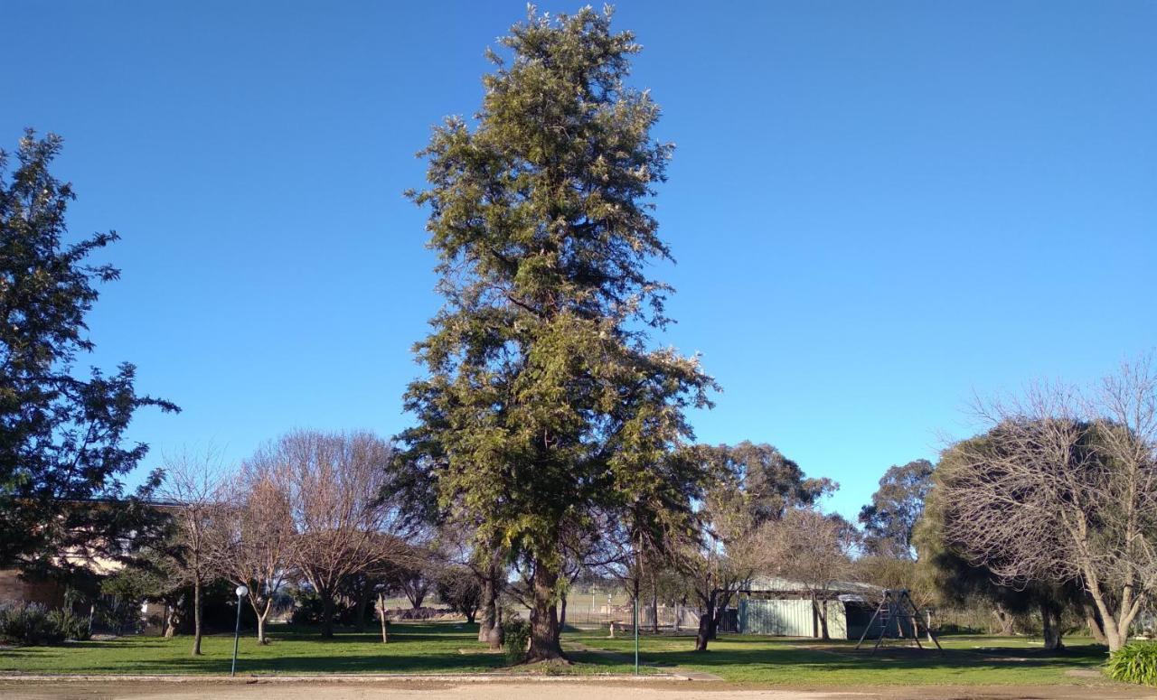 Allonville Gardens Motel Wagga Wagga Zewnętrze zdjęcie